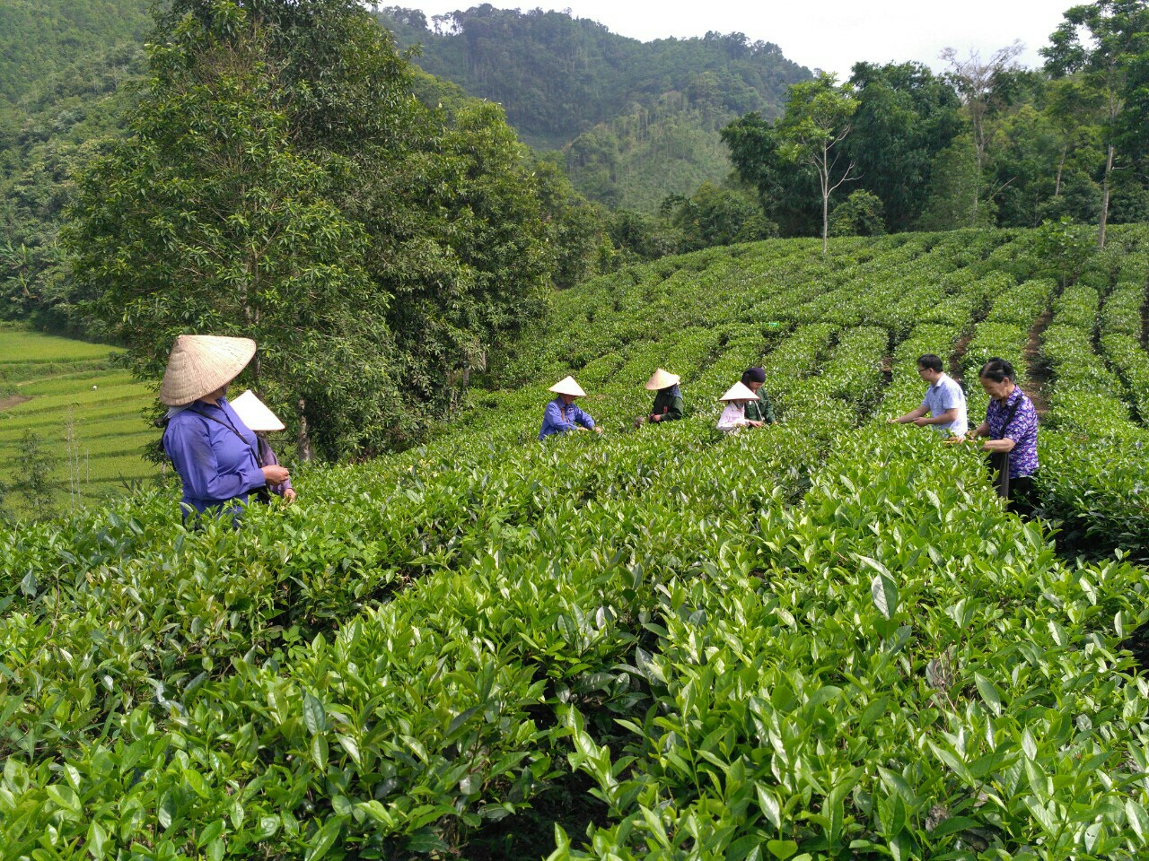 Hiệu quả từ những mô hình sản xuất rau an toàn tập trung ở Thanh Hóa  Kinh  nghiệm làm ăn  Báo ảnh Dân tộc và Miền núi