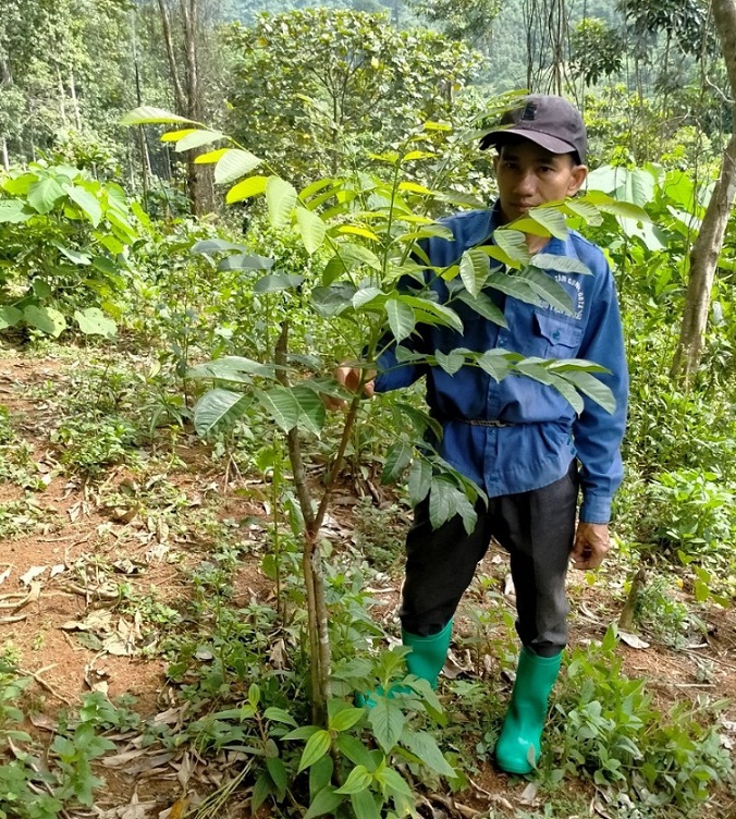 Lạng Sơn Tuyển chọn cây Trám đen ưu tú xây dựng mô hình nhân giống trồng  mới và thâm canh Trám đen tại huyện Hữu Lũng