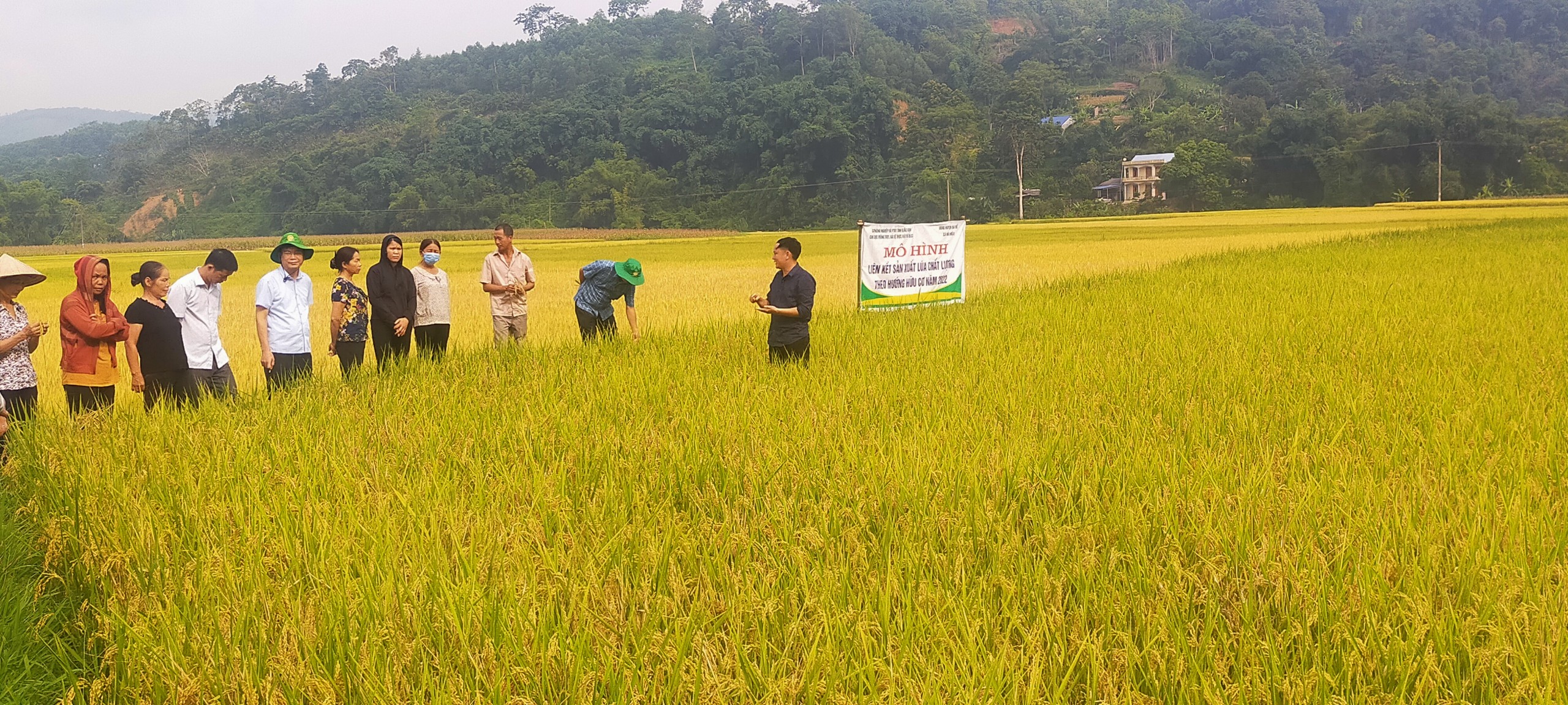 Sản xuất lúa hữu cơ  Hướng đi bền vững  baotintucvn